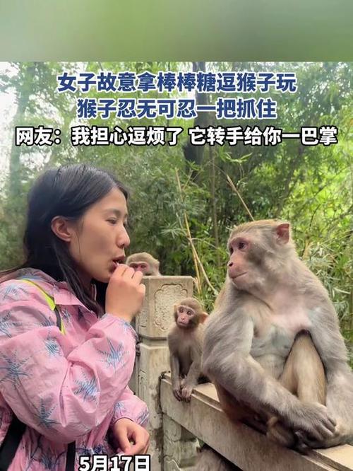 澳门管家婆100%精准香港和车钥匙逗猴被猴抢走与猴子车钥匙