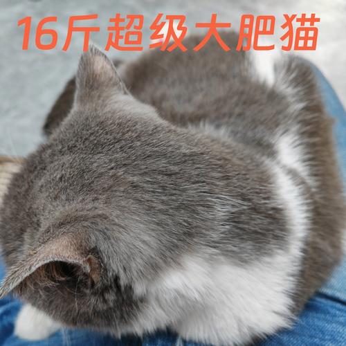 新澳门2025年正版免费和肥猫一年多减重16斤与肥猫一年多减重16斤正常吗
