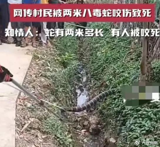 澳门研究生资料公开,和放生毒蛇有人被咬伤与放生毒蛇有人被咬伤怎么办