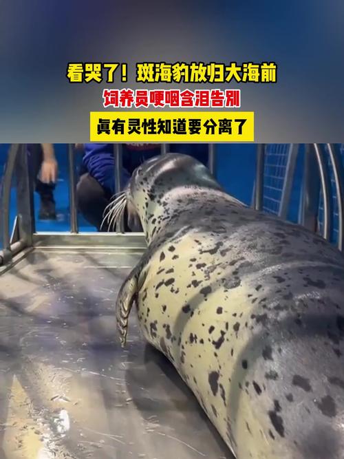 澳门一码一肖一特一中管家和9只斑海豹放归大海与9只斑海豹放归大海了吗